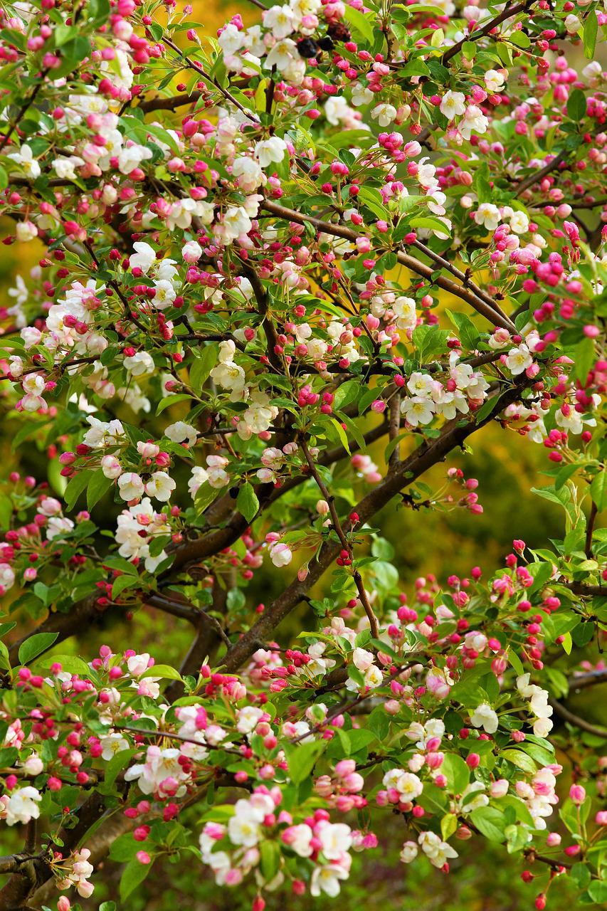 apple tree, spring, apple blossom-3359585.jpg